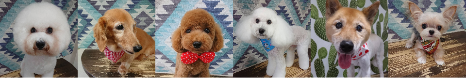 インスタグラム